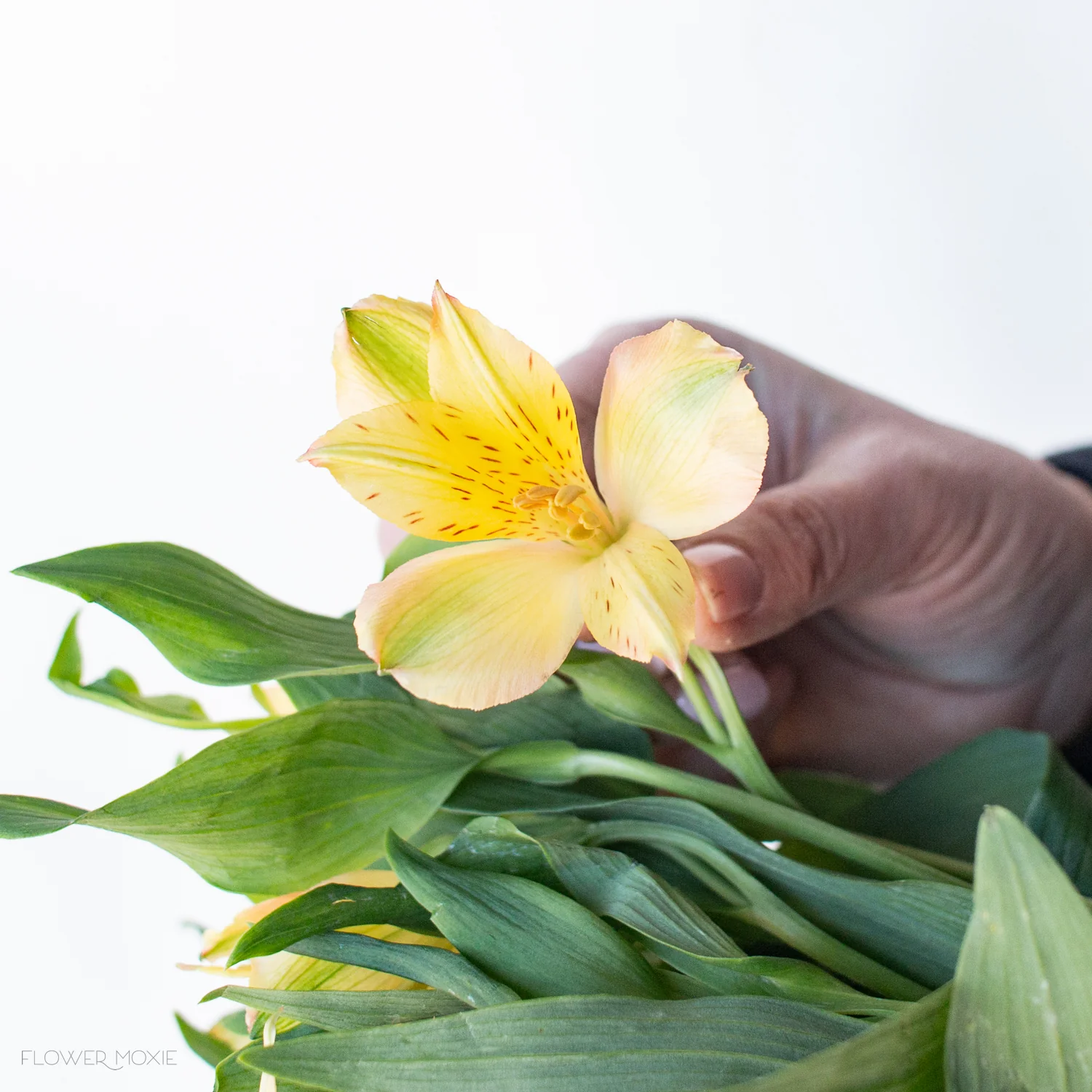 Yellow Alstroemeria Flower - Image 3