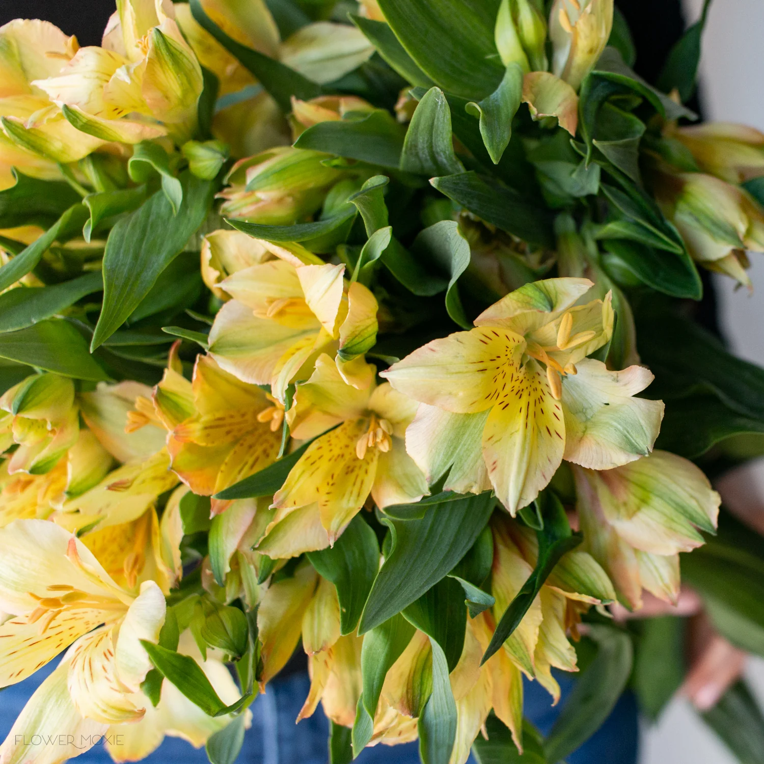 Yellow Alstroemeria Flower - Image 4