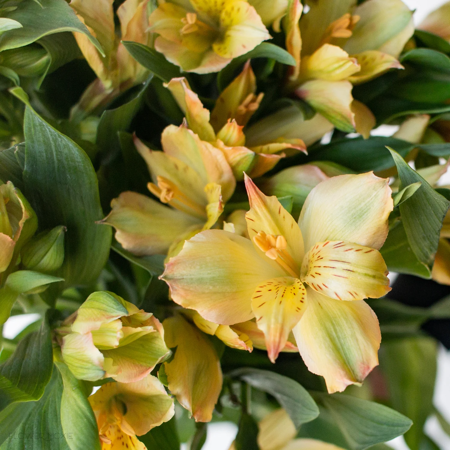 Yellow Alstroemeria Flower - Image 6