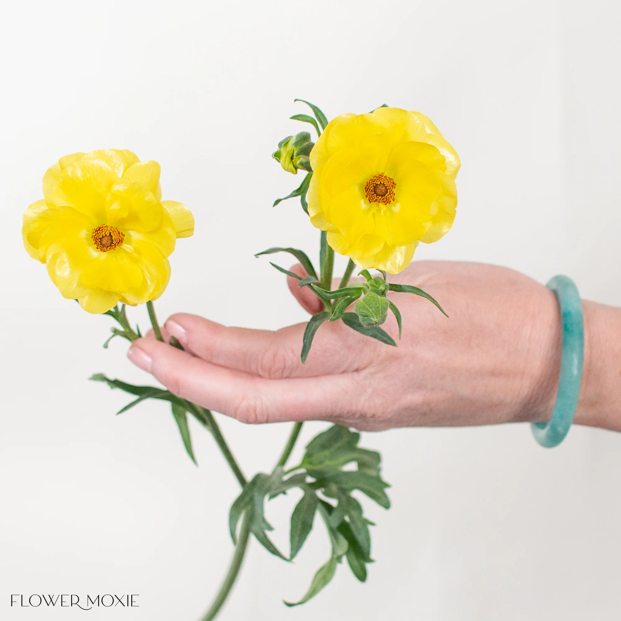 Yellow Butterfly Ranunculus - Image 3