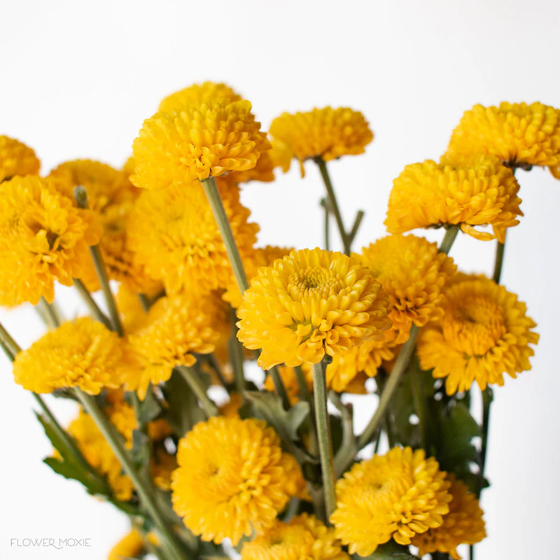 Yellow Button Pom Flowers - Image 4