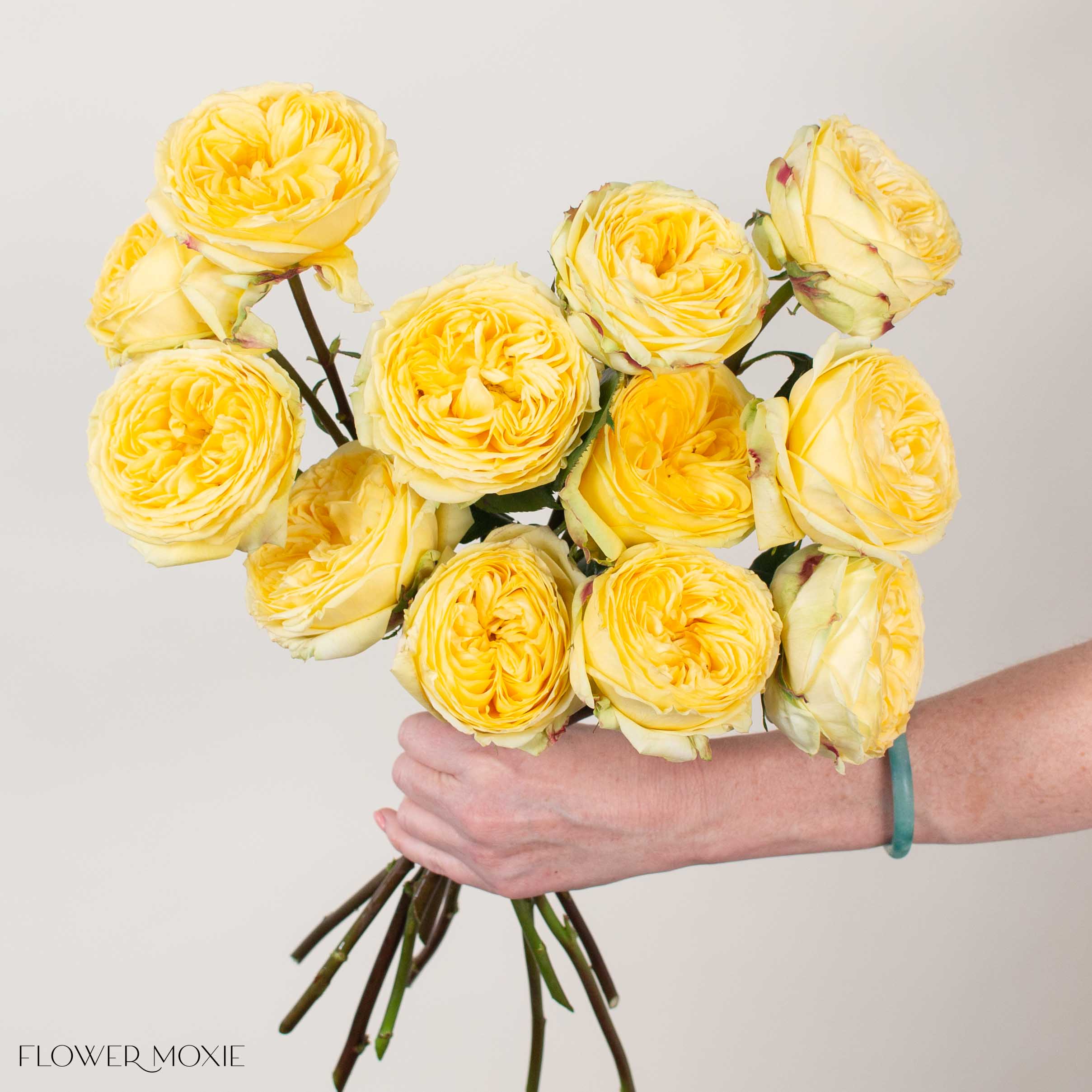 Yellow Catalina Garden Rose - Image 2