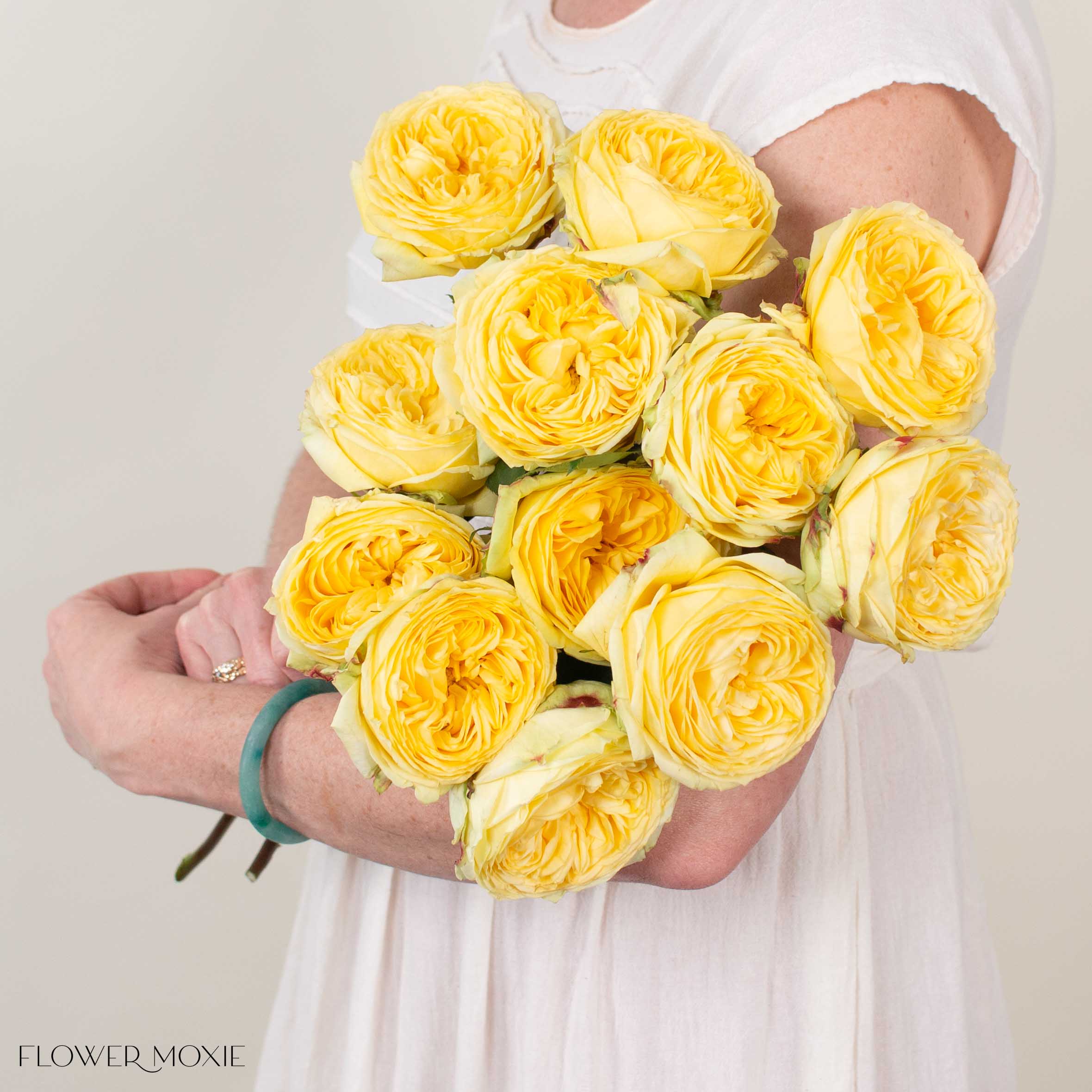 Yellow Catalina Garden Rose - Image 3