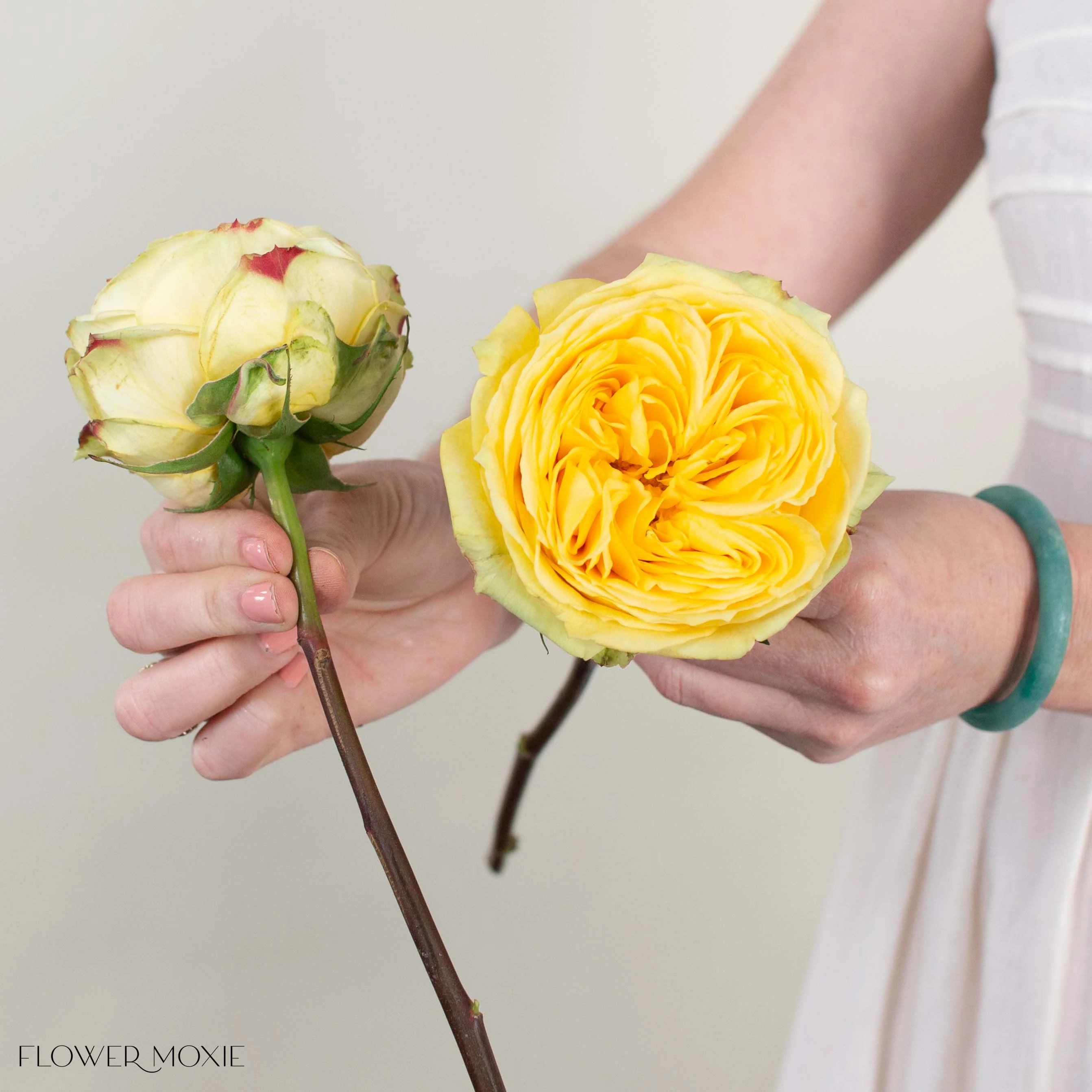 Yellow Catalina Garden Rose - Image 4