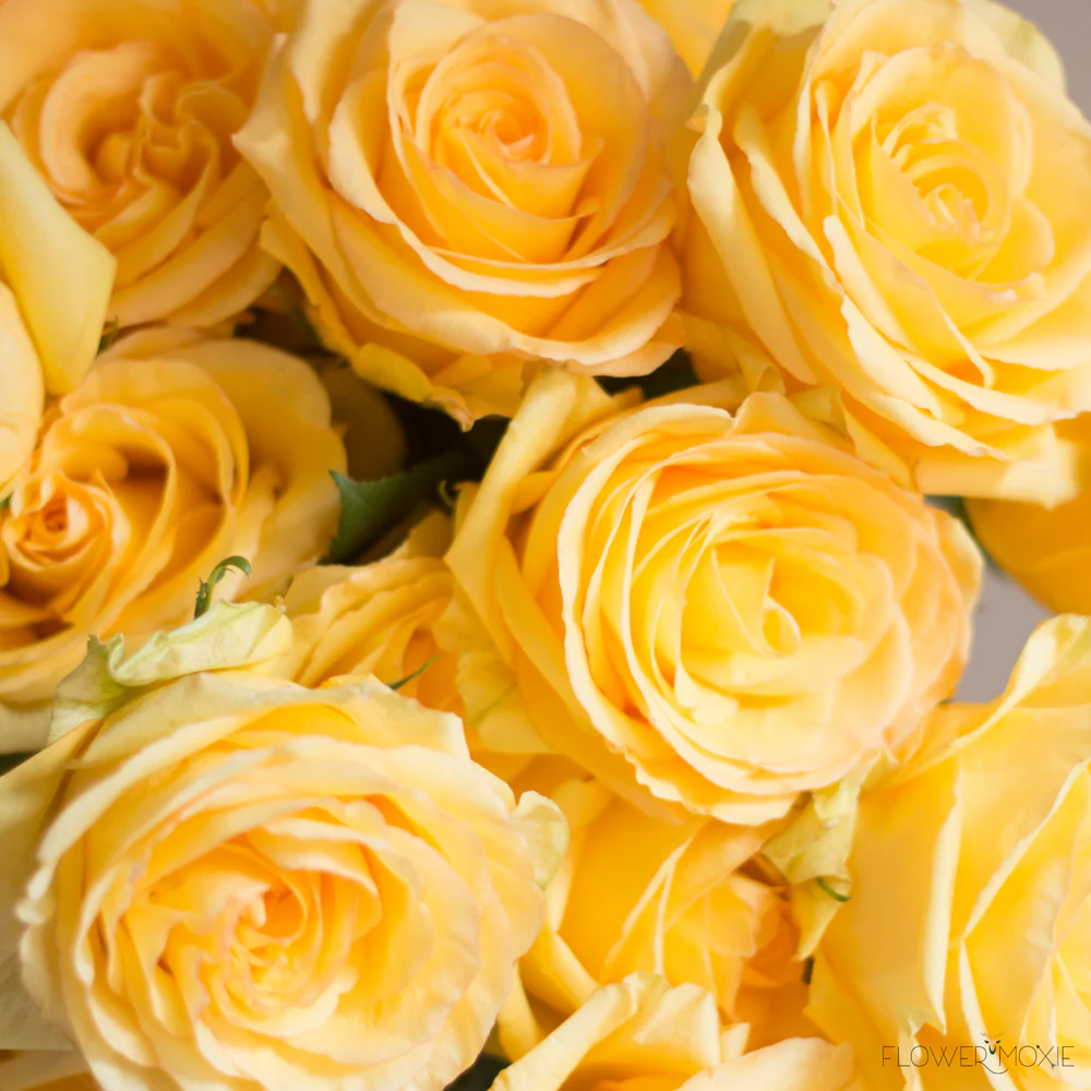 Yellow Rose - Image 3