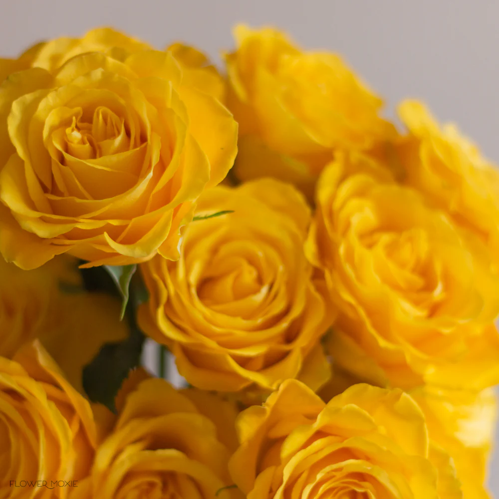 Yellow Rose - Image 4