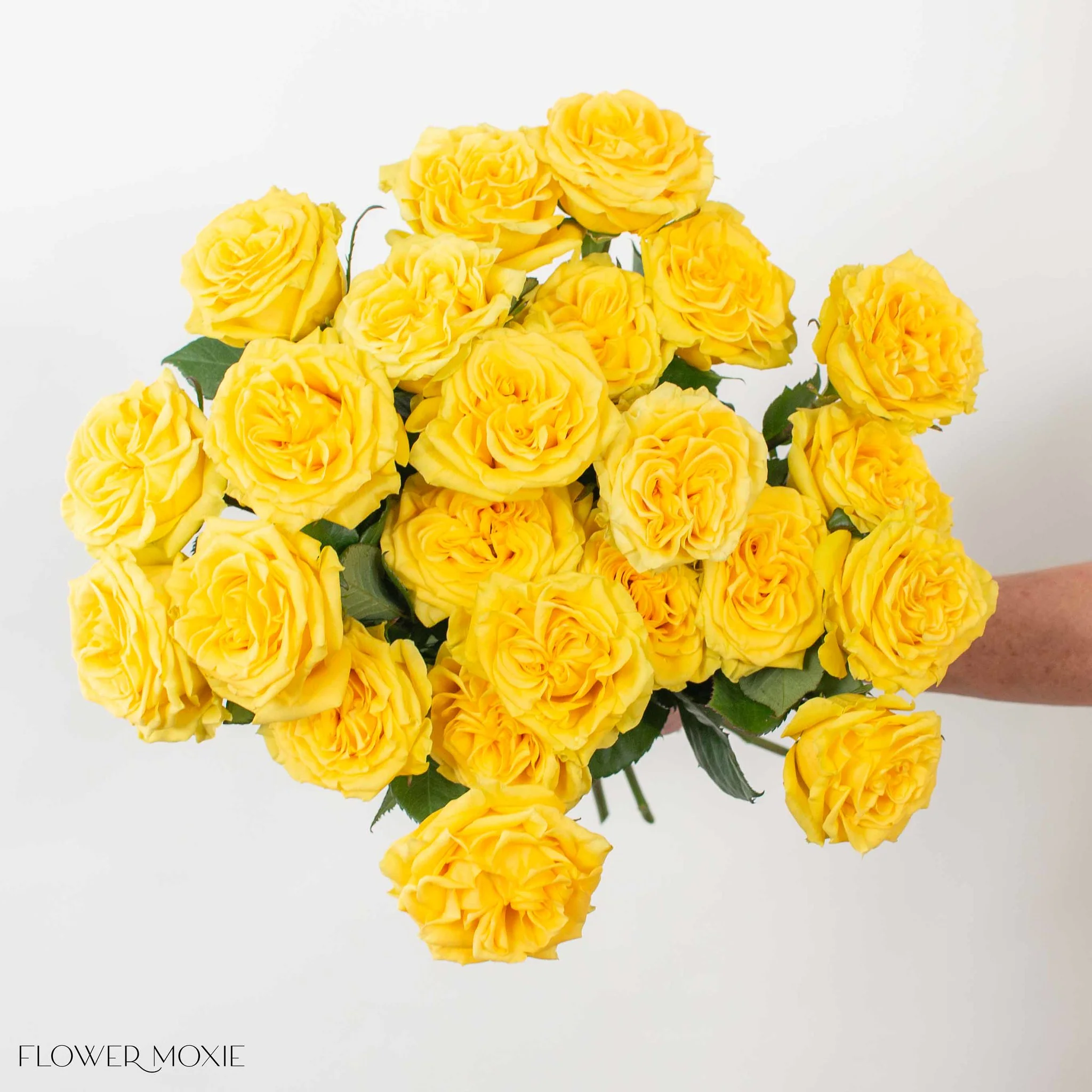 Yellow Garden Rose - Image 3