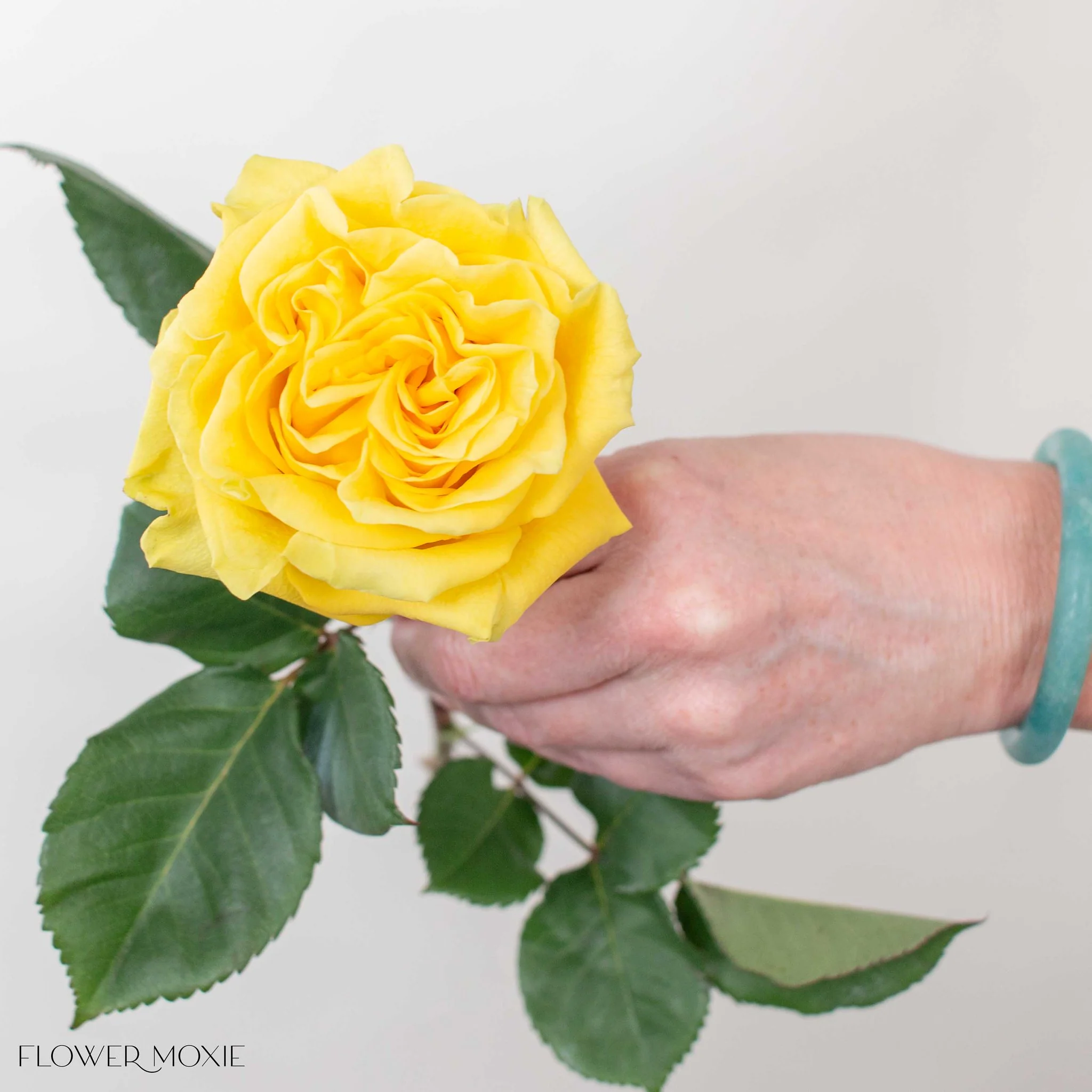 Yellow Garden Rose - Image 4
