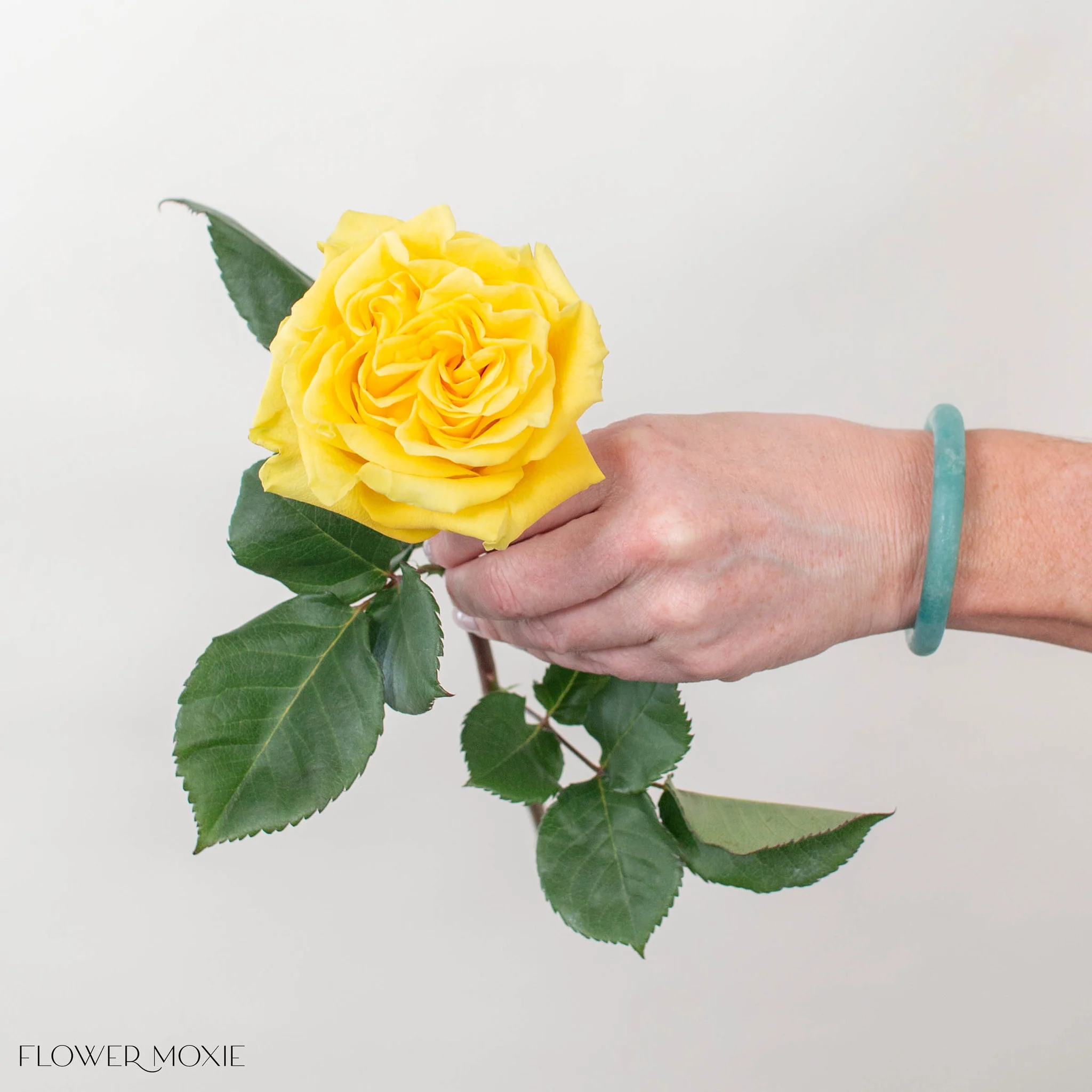 Yellow Garden Rose - Image 5