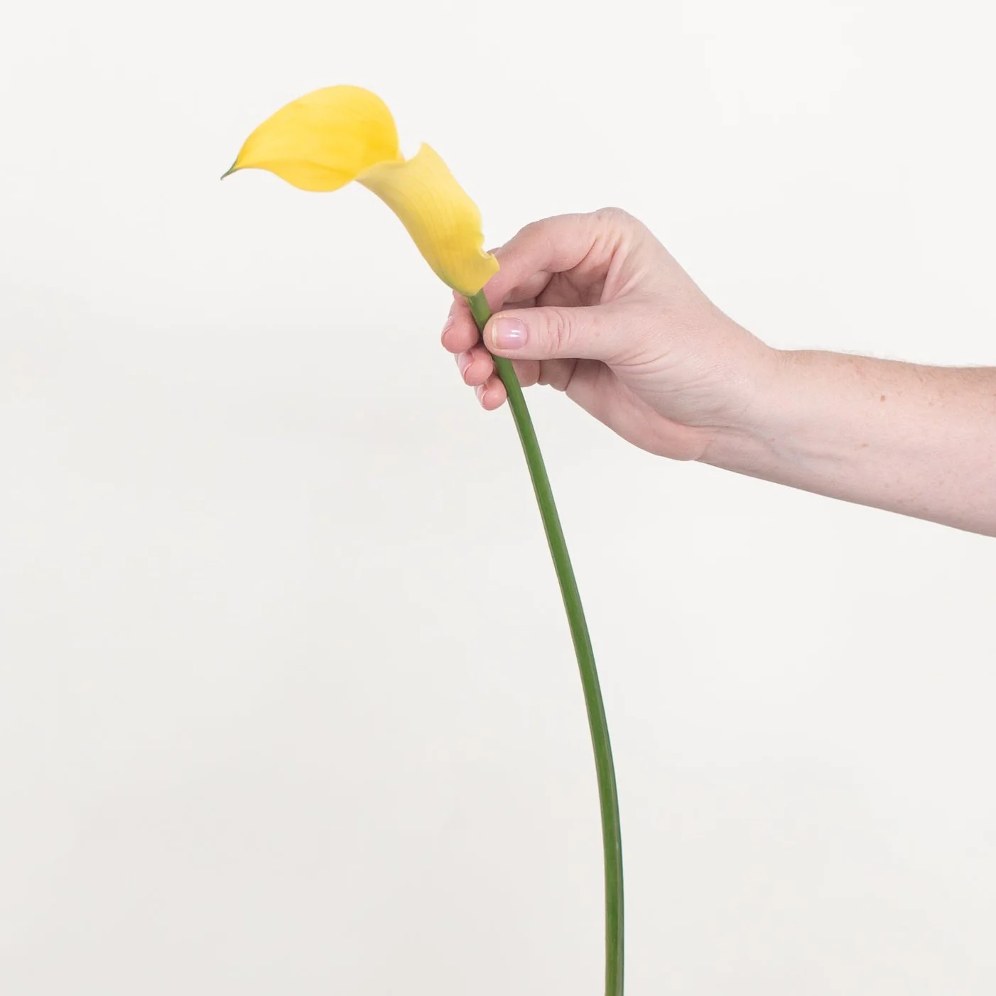 Yellow Mini Calla Lily Flower - Image 3