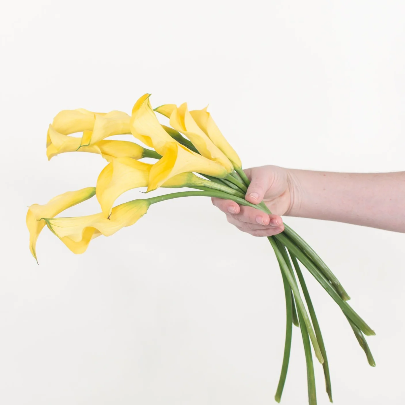 Yellow Mini Calla Lily Flower - Image 4
