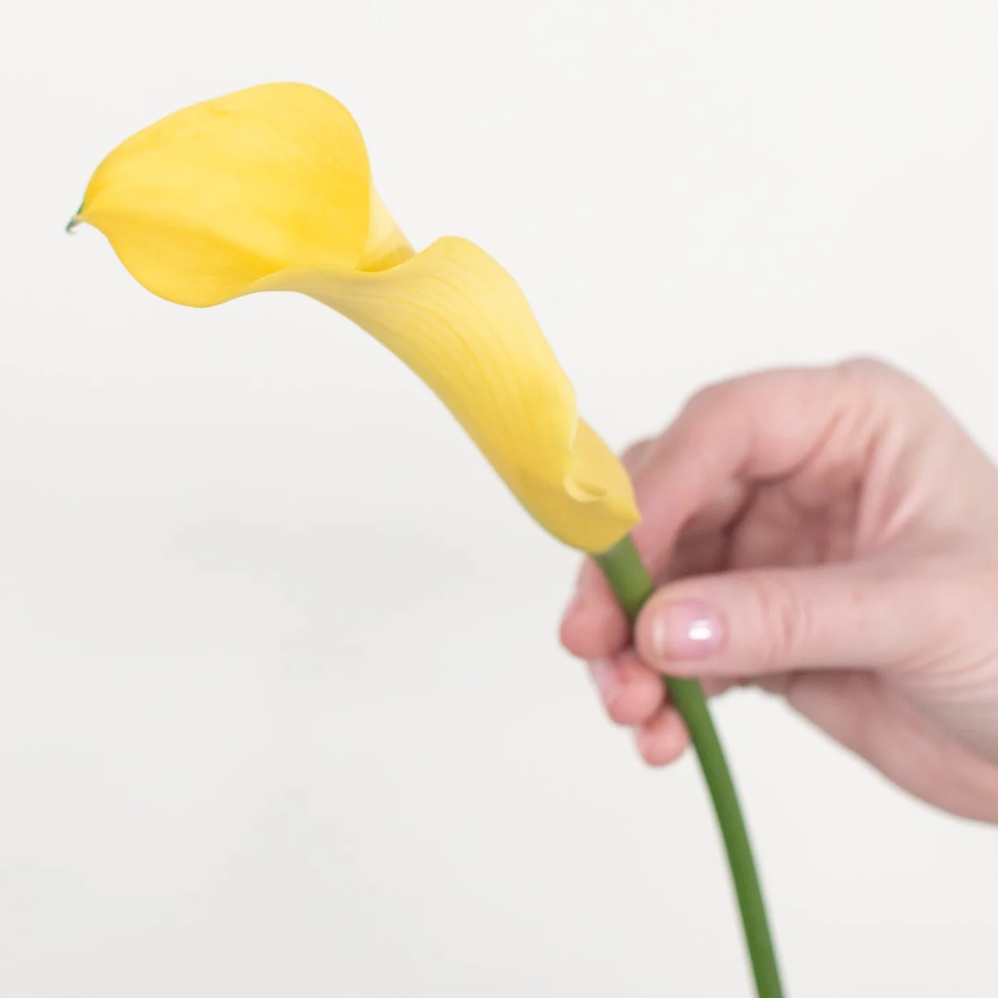 Yellow Mini Calla Lily Flower - Image 5