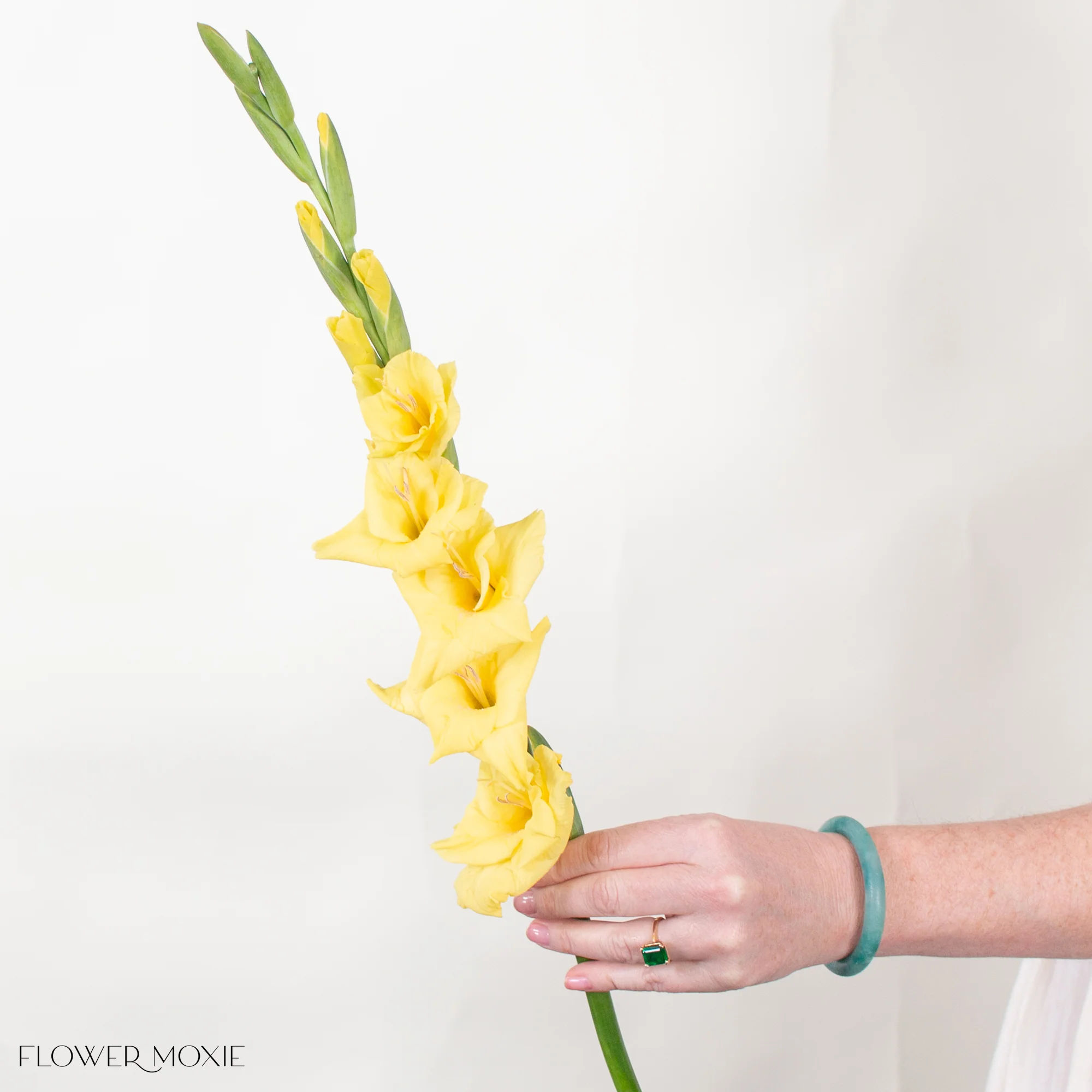 Yellow Mini Gladiolus Flower - Image 4