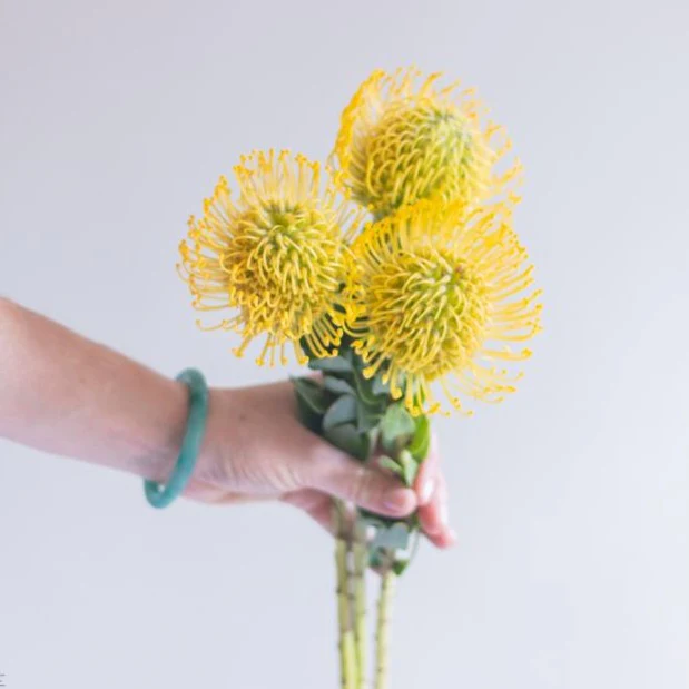 Yellow Pincushion Protea Flower - Image 4