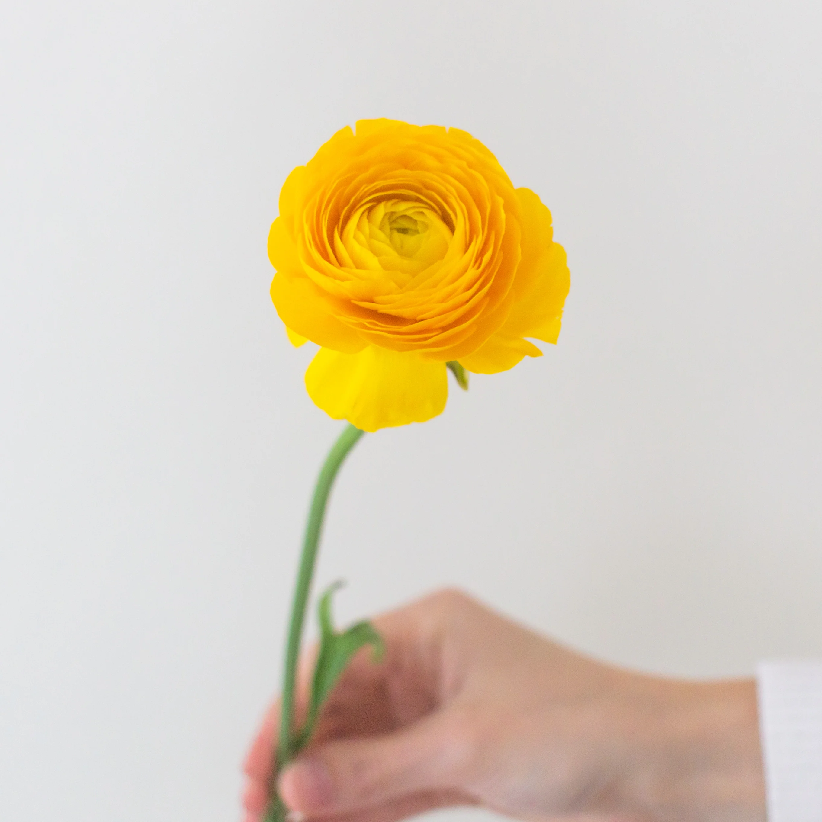 Yellow Ranunculus Flower - Image 10