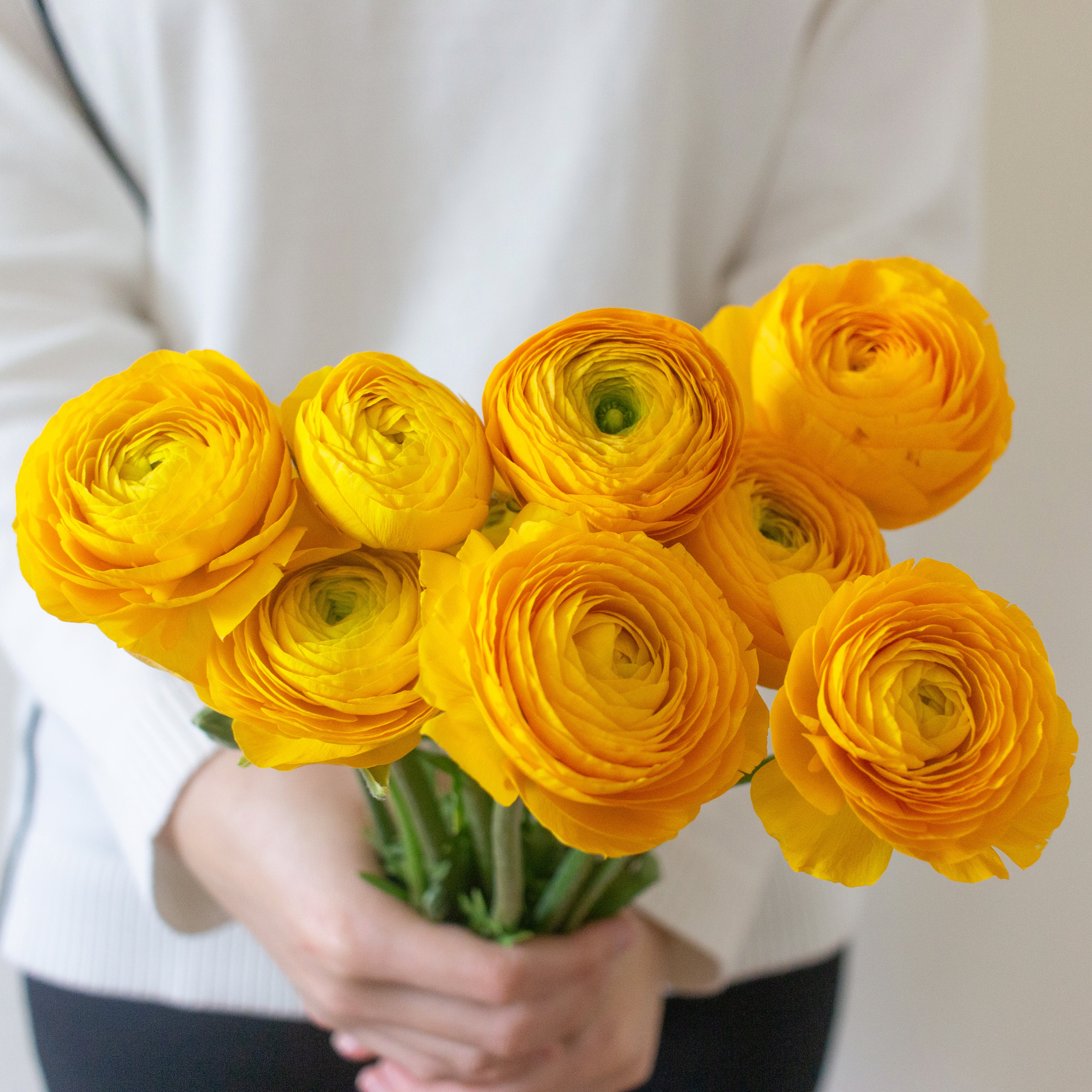 Yellow Ranunculus Flower - Image 12