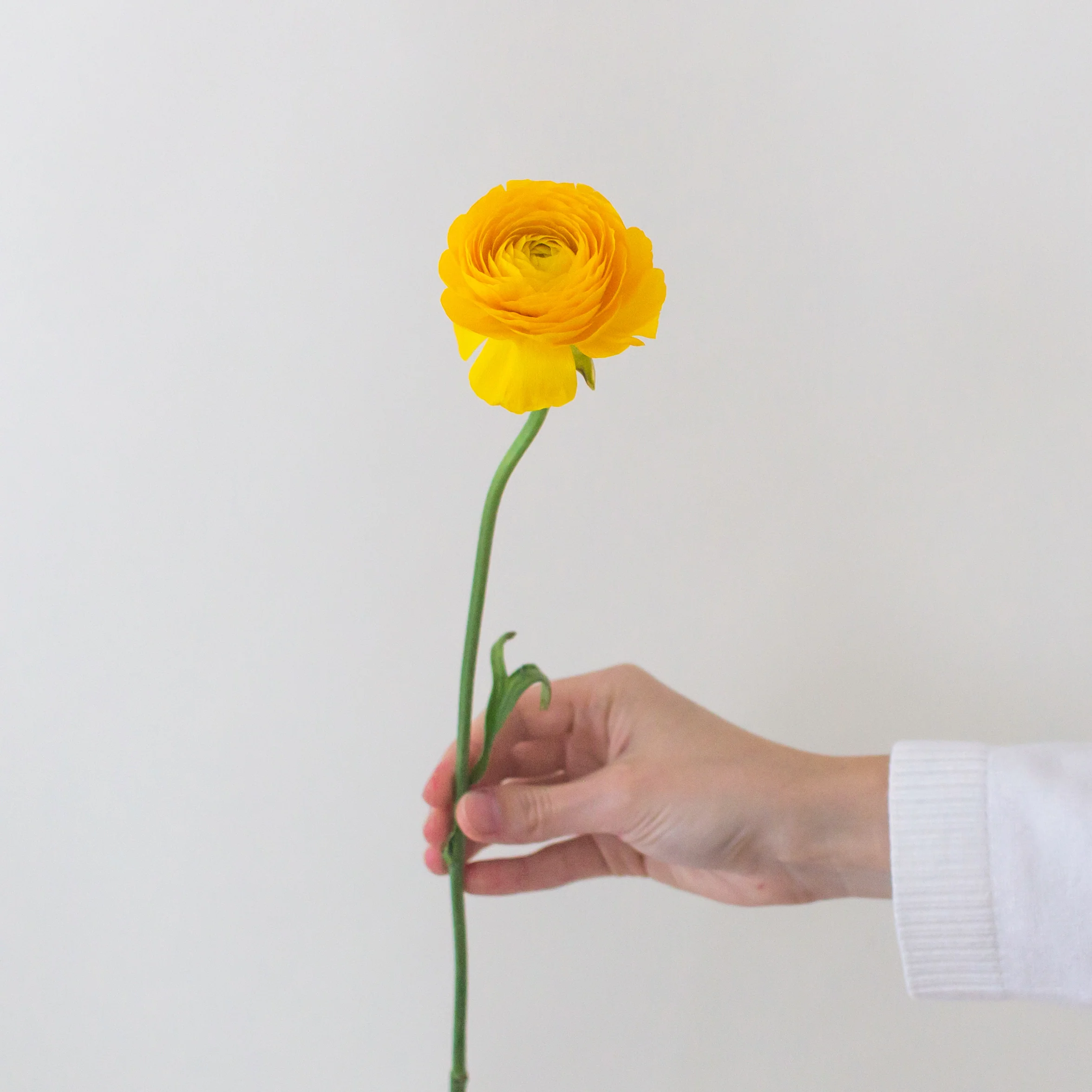 Yellow Ranunculus Flower - Image 3