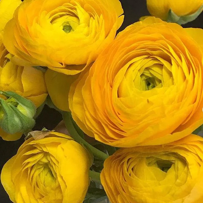Yellow Ranunculus Flower - Image 5