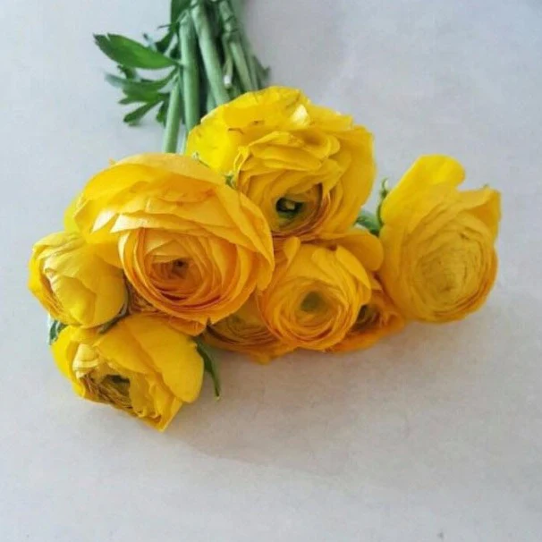 Yellow Ranunculus Flower - Image 6