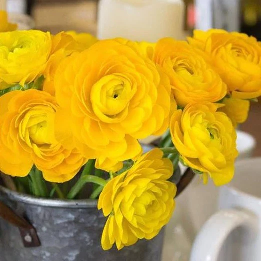 Yellow Ranunculus Flower - Image 7