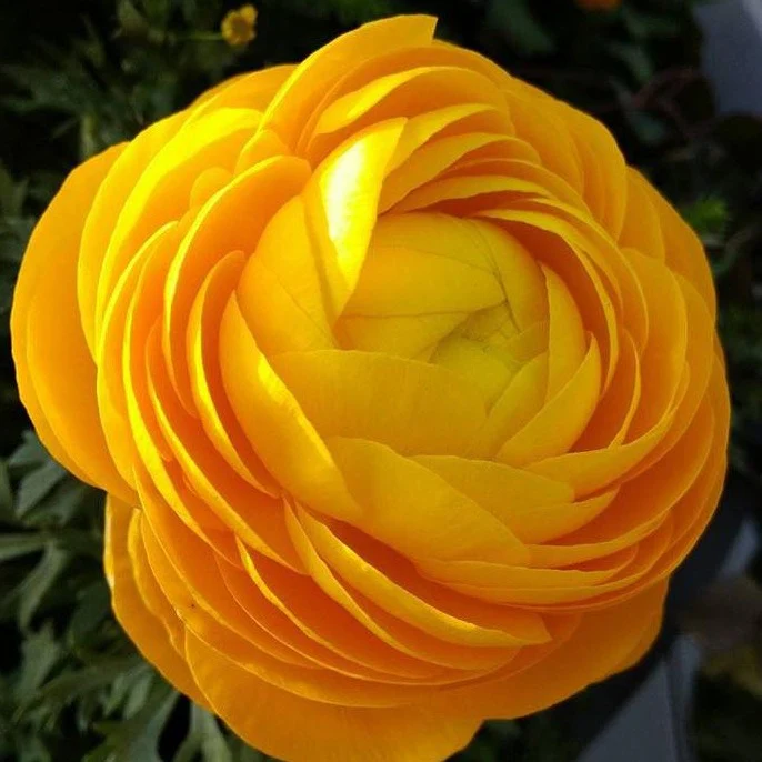 Yellow Ranunculus Flower - Image 8