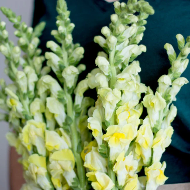 Yellow Snapdragon Flower - Image 3