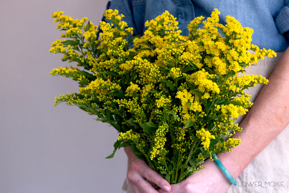 Yellow Solidago Flower - Image 4