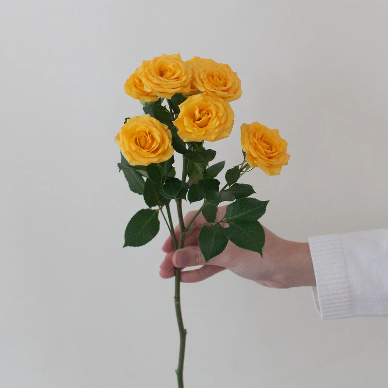 Yellow Spray Roses - Image 5