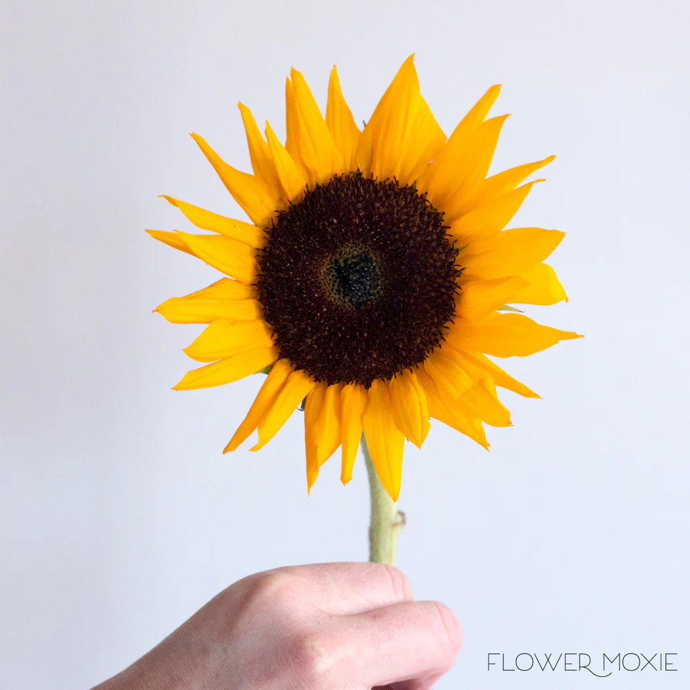 Yellow Sunflower Flowers - Image 3