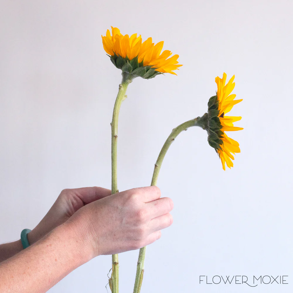 Yellow Sunflower Flowers - Image 4