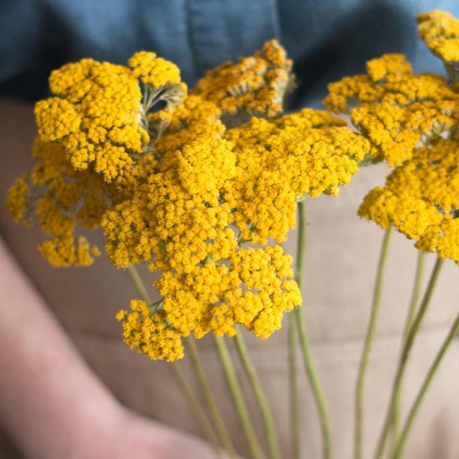 Yellow Yarrow Flower - Image 3