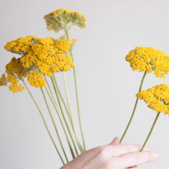 Yellow Yarrow Flower - Image 4
